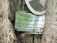 Фотография и таблички в дереве у братской могилы.